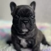 フレンチブルドッグ