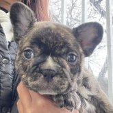 フレンチブルドッグ