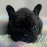 フレンチブルドッグ