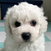 ビションフリーゼ