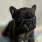 フレンチブルドッグ