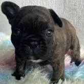 フレンチブルドッグ