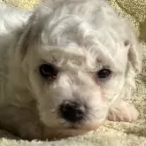 ビションフリーゼ【茨城県・女の子・2025年10月12日・ホワイト】の写真1