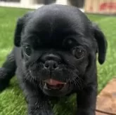 パグ