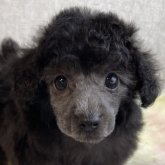 トイプードル(トイ)