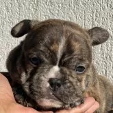 フレンチブルドッグ