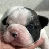 フレンチブルドッグ