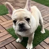 フレンチブルドッグ