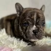 フレンチブルドッグ