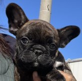 フレンチブルドッグ