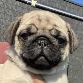 パグ