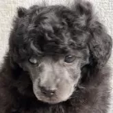 トイプードル(トイ)