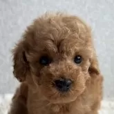 トイプードル(トイ)【茨城県・男の子・2025年3月30日・アプリコット】の写真1