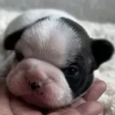 フレンチブルドッグ