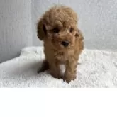 トイプードル(トイ)【茨城県・男の子・2025年3月30日・アプリコット】の写真2