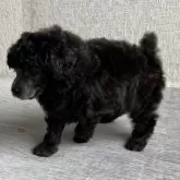 トイプードル(トイ)【茨城県・男の子・2025年10月17日・シルバー🩶】の写真3