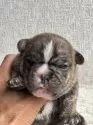 フレンチブルドッグ【茨城県・男の子・2025年10月28日・ブリンドルホワイト♥】の写真3