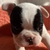 フレンチブルドッグ【茨城県・女の子・2024年11月10日・パイド】の写真5