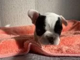 フレンチブルドッグ【茨城県・女の子・2024年11月10日・パイド】の写真6