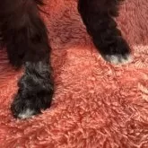 トイプードル(トイ)【茨城県・女の子・2025年10月17日・シルバー】の写真8「おしるし足先ホワイト」