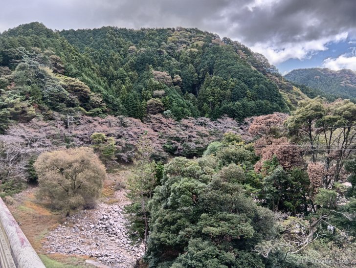 松見晶子ブリーダーのブログ：紅葉🍁はまだ早かった😋
