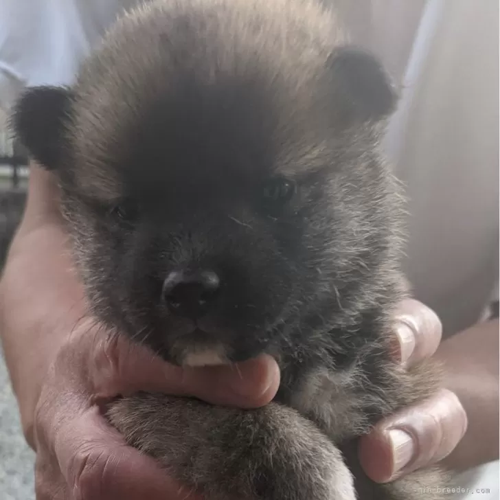 ID：2411-04009の子犬