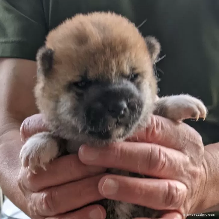 ID：2411-04013の子犬