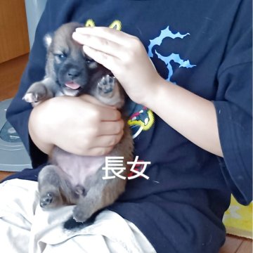 柴犬(豆柴)【三重県・女の子・2025年6月27日・スーパーレッドか胡麻毛それとも🤔】の写真「長女のスーパーレッドの素晴らしい毛色の女の子です。」
