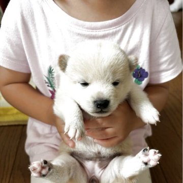 柴犬(豆柴)【三重県・女の子・2025年6月27日・白色】の写真「三女の白色の豆柴ちゃんレアカラーです。」