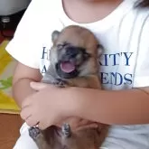 豆柴