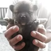 豆柴