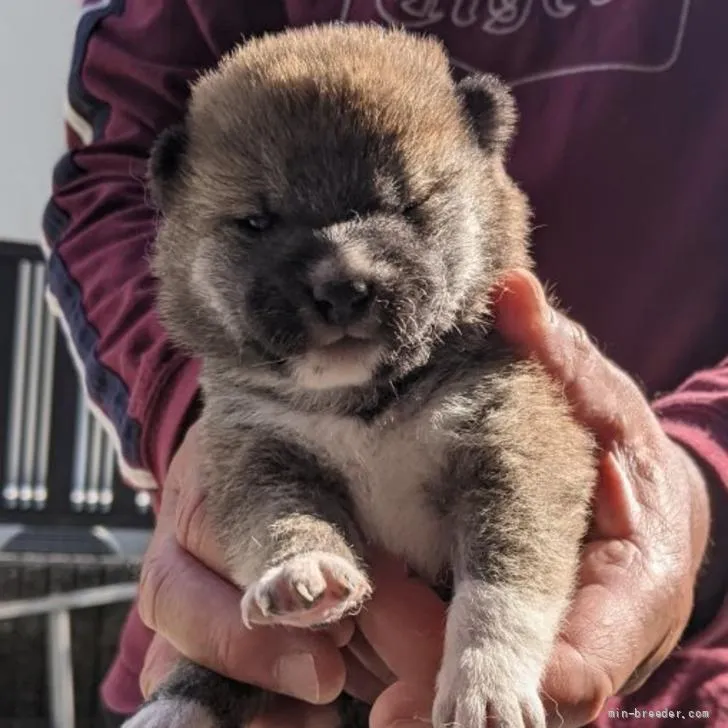 ID:2205-03131の子犬
