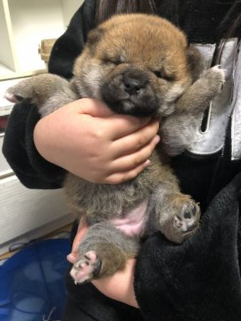柴犬(標準サイズ)【三重県・女の子・2022年1月23日・赤色】の写真「離乳食を食べ始めました!」