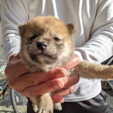柴犬(標準サイズ)【三重県・男の子・2023年9月26日・赤】の写真「姉弟仲良くスクスク育っています。」