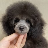 トイプードル(タイニー)