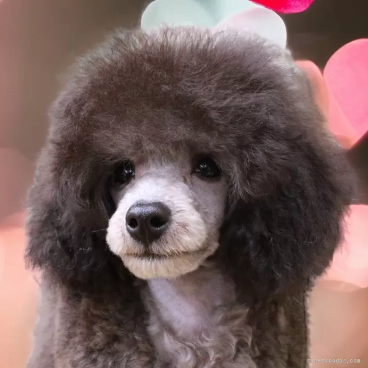 ID:2312-04310の子犬