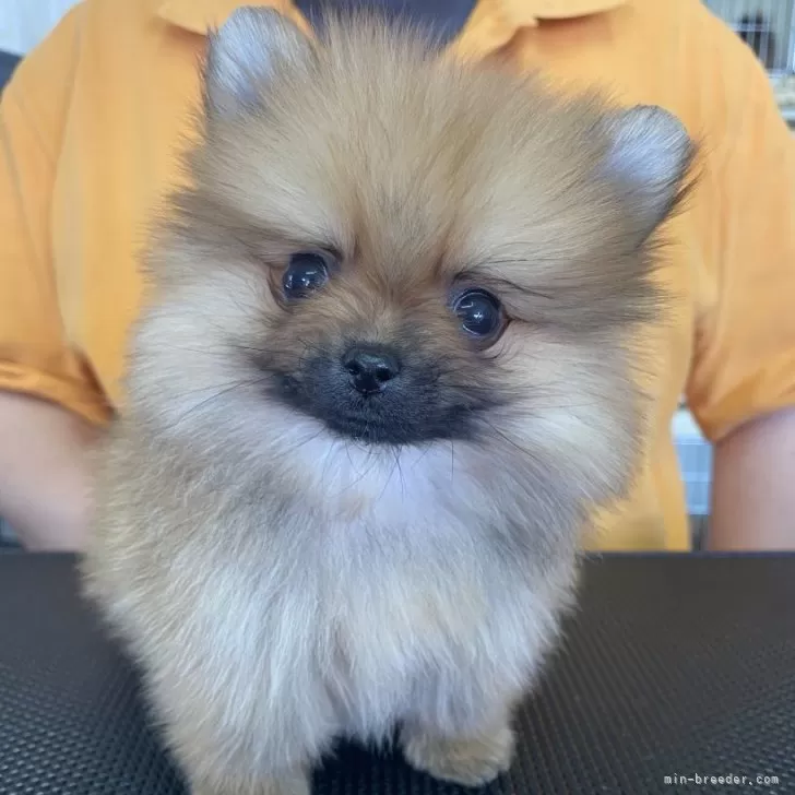 ID：2601-04345の子犬