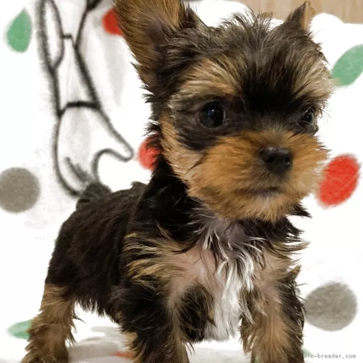 きつね 様のお迎えした子犬