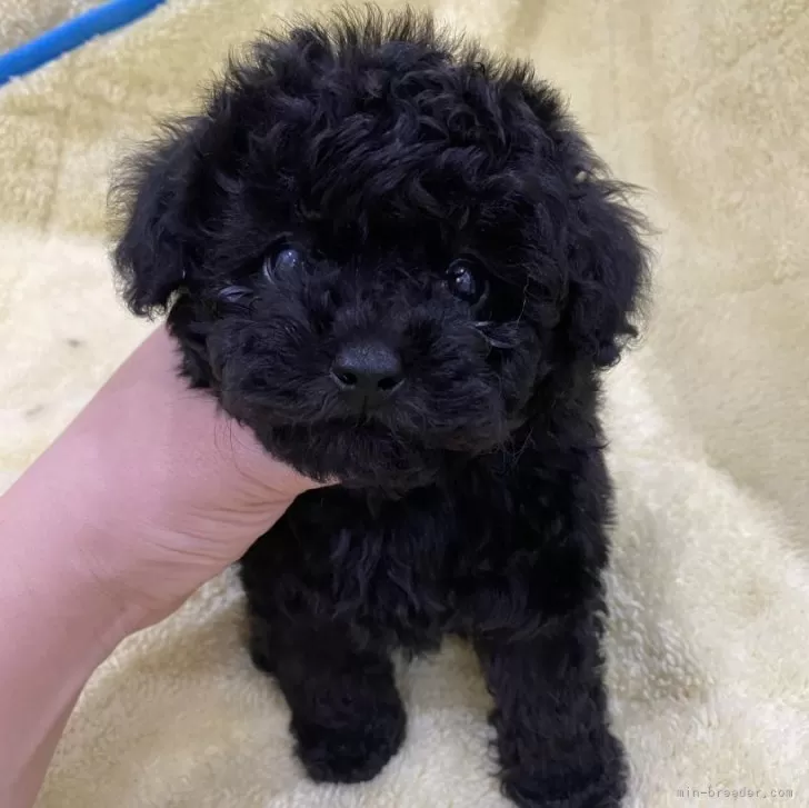 ID：2412-01537の子犬