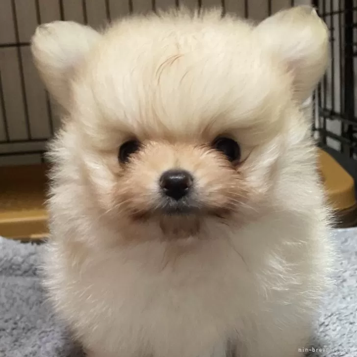 ID：2509-04396の子犬