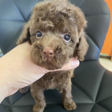 トイプードル(トイ)【愛知県・男の子・2025年9月10日・ブラウン】の写真「離乳食ガブガブ食べてます😊」