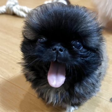 ペキニーズ【愛知県・女の子・2025年5月16日・フォーン】の写真「ムチムチもこもこです😊」