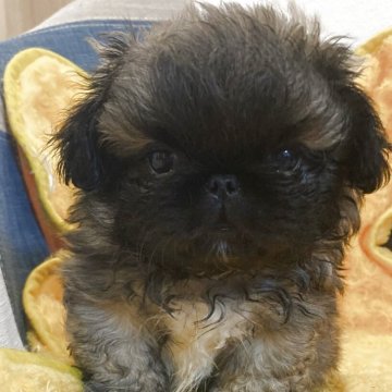 ペキニーズ【愛知県・男の子・2025年2月27日・フォーン】の写真「元気いっぱいです‼️」