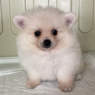 ポメラニアン【愛知県・女の子・2025年9月10日・クリーム】の写真「最終価格‼️気になるかたはお問い合わせください😊」
