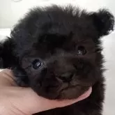 タイニープードル