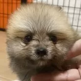 ポメラニアン