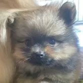 ポメラニアン