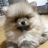 ポメラニアン