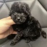 トイプードル(トイ)