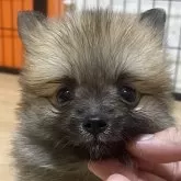 ポメラニアン